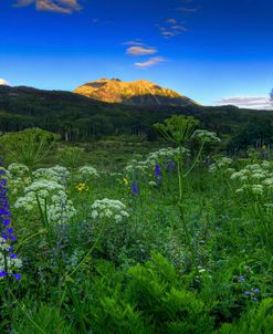 Wildflower Mountain Sunrise