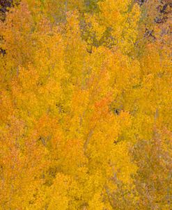 Aspen Autumn Bonfire