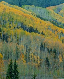 Aspen Escalators