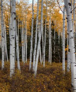 Aspen Forest In Autumn