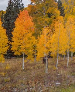 An Aspen Autumn