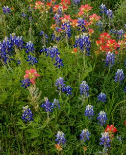 Bluebonnet & Indian Paintbrush Mix