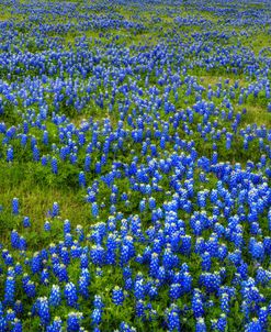 Bluebonnet Meadow