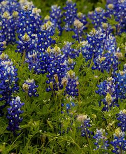 Bluebonnets – Pano