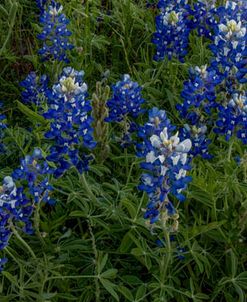 Bluebonnets and Indian Paintbrush – Pano 1