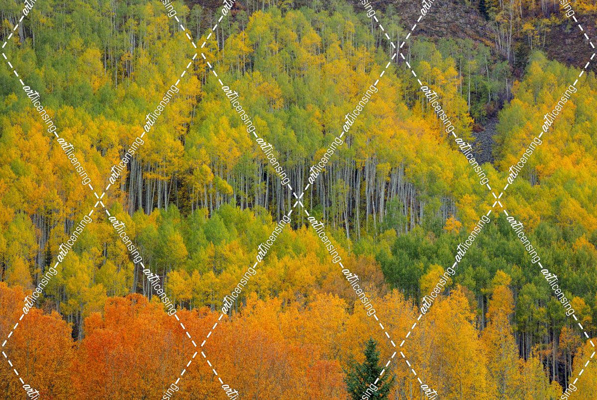 Colorful Aspen Forest