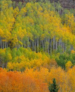 Colorful Aspen Forest