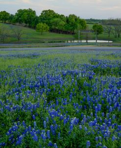 Bluebonnets at the Sugar Ridge Ranch