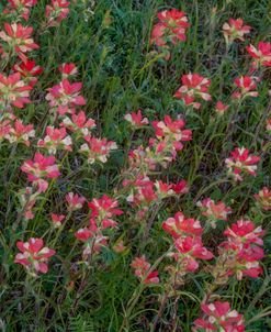 Indian Paintbrush