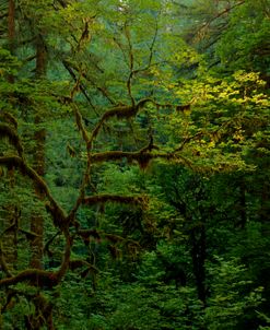 Light In A Dark Forest