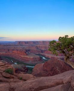 Lone Tree At Dead Horse Point