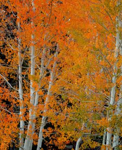 Red Orange Delight 2