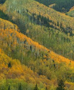 Rows Of Color