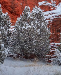 Snow Trees Against  A Canyon Wall