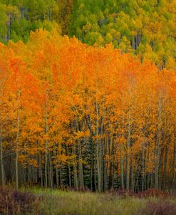 The Flames of Autumn