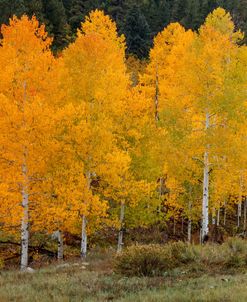 Vivid Aspens 2