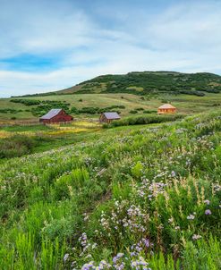 Wildflowers At The True Grit Ranch 1