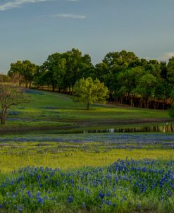 Twilight Serenity