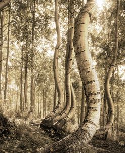 Dancing Aspen Trees