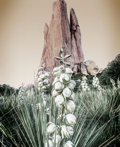 Cactus Blossom At Garden Of The Gods