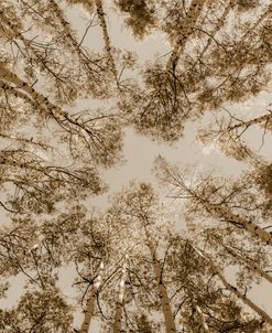 Nuetral Aspens