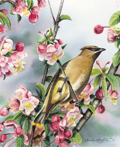 Cedar Waxwing I