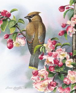 Cedar Waxwing II