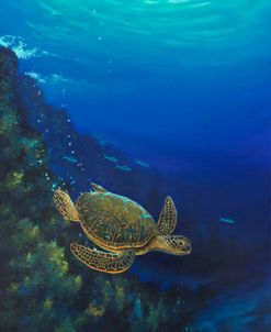 Green Sea Turtle