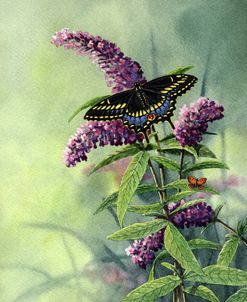 Black Swallowtail