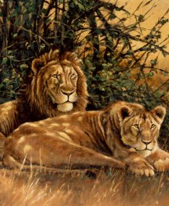 In the Shade – Lions