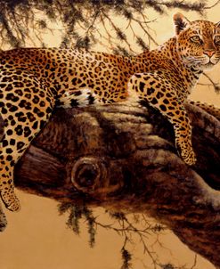 Morning Retreat-Leopard
