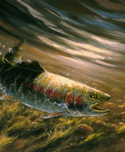 The Chase – Rainbow Trout