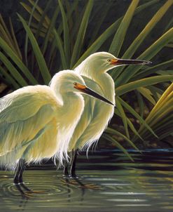 Morning Splendor – Snowy Egret