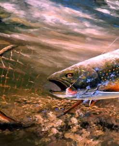 Nothing But Net – Brook Trout
