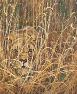 Stalking Lioness