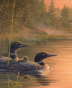 Common Loon Family