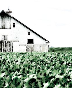 Barn in crop rows half