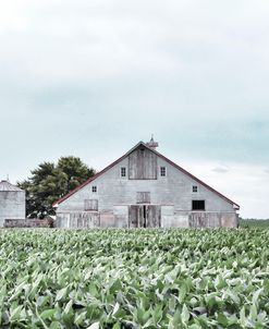 Barn in crop rows