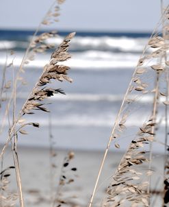 Beach Grass