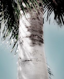 Blue Sky Palm