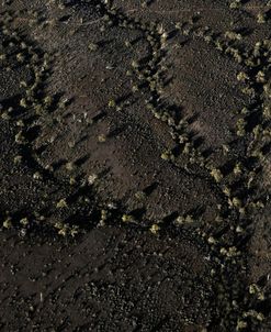 Topography Cactus Black