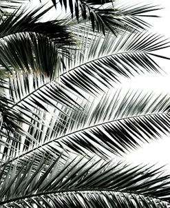 Palm Fronds