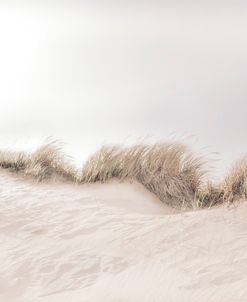 Dune Grass I