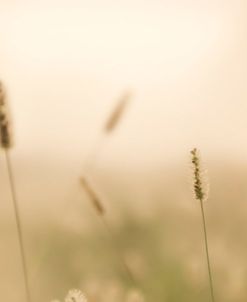 Gone to Seed by the Beach