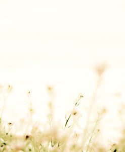 Translucent Beach Flowers I