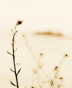 Translucent Beach Flowers II