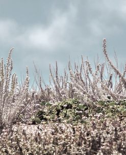 Beach Sage in Silver