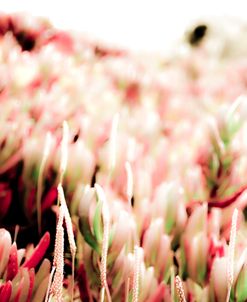 CA Beach Succulents in Rose