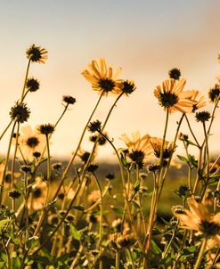 Golden Daisies