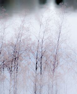 Mist along the lake